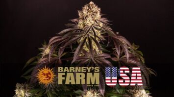Complete Guide About Weed Seeds For Sale Barney's Farm's US