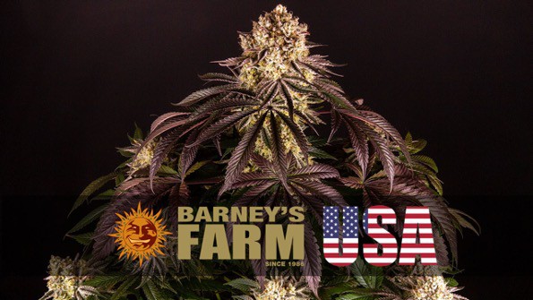 Complete Guide About Weed Seeds For Sale Barney's Farm's US