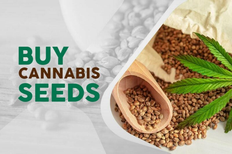 HIGH CBD CANNABIS SEEDS - Weed Seeds